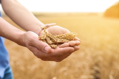 Photo of Young woman with wheat grains in field, closeup. Cereal farming