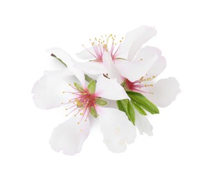 Photo of Beautiful spring tree blossoms isolated on white