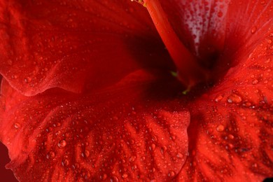 Photo of Beautiful red hibiscus flower with water drops as background, macro view