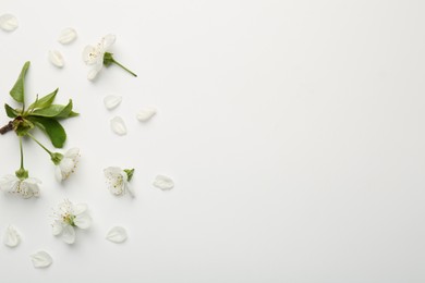 Photo of Beautiful spring tree blossoms and petals on white background, flat lay. Space for text