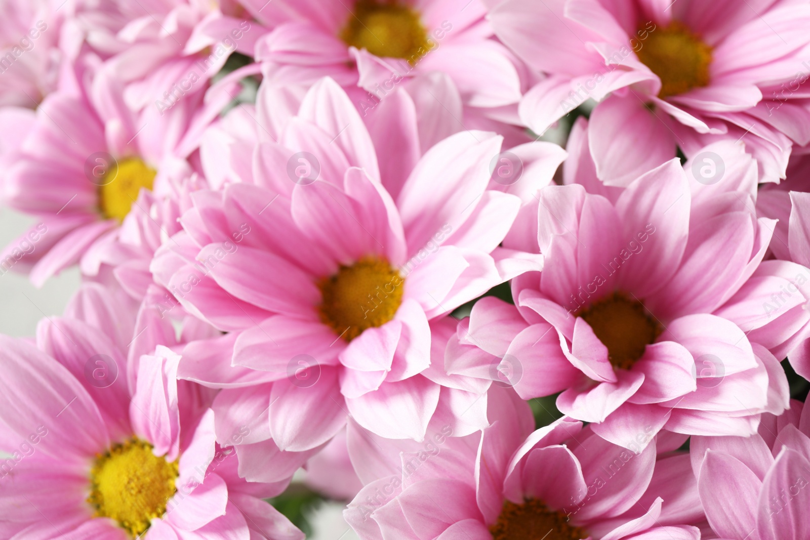 Photo of Beautiful pink chamomile flowers as background, closeup