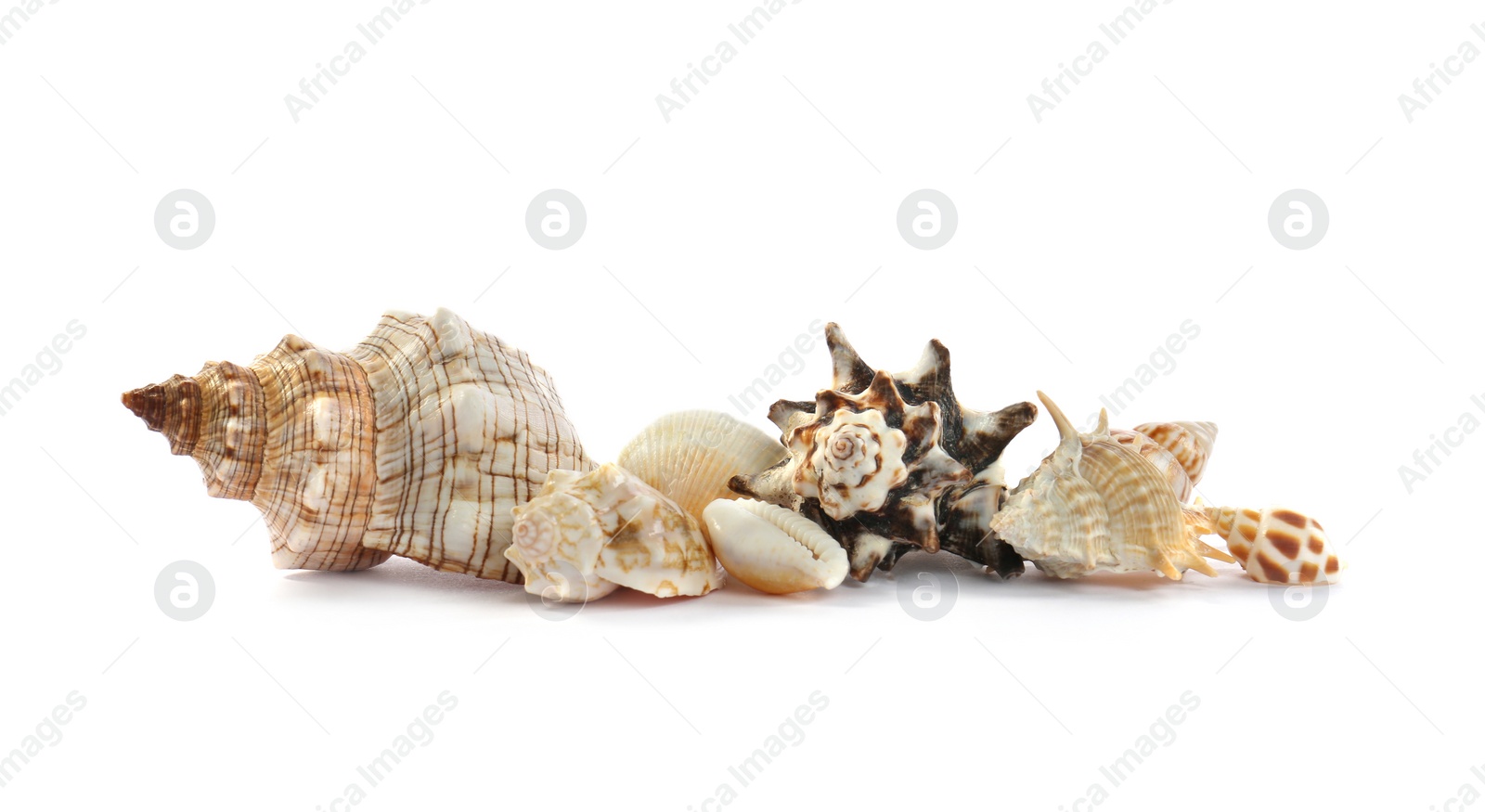 Photo of Beautiful exotic sea shells isolated on white