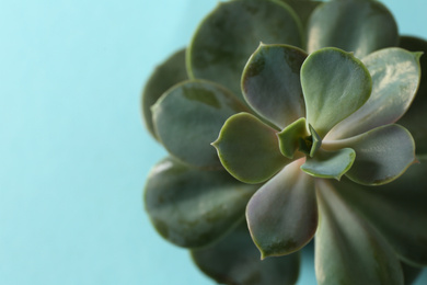 Photo of Beautiful echeveria on light blue background, top view. Succulent plant