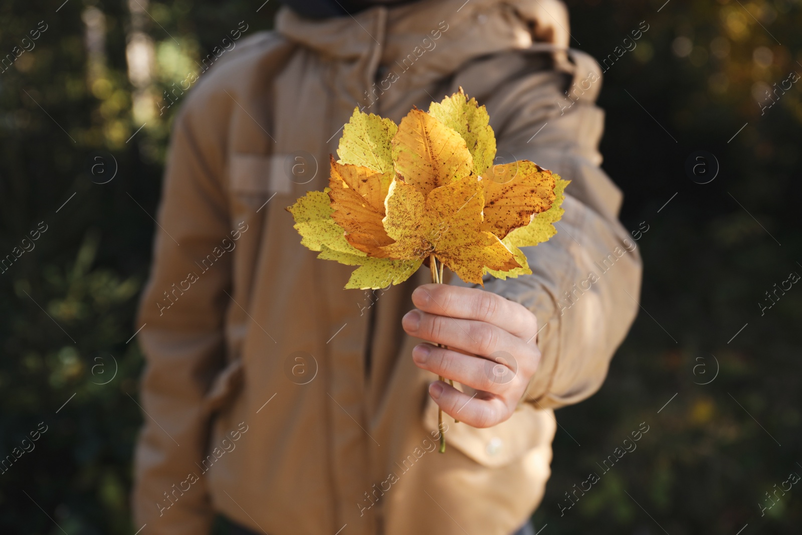 Photo of Woman holding beautiful leaves outdoors on autumn day, closeup