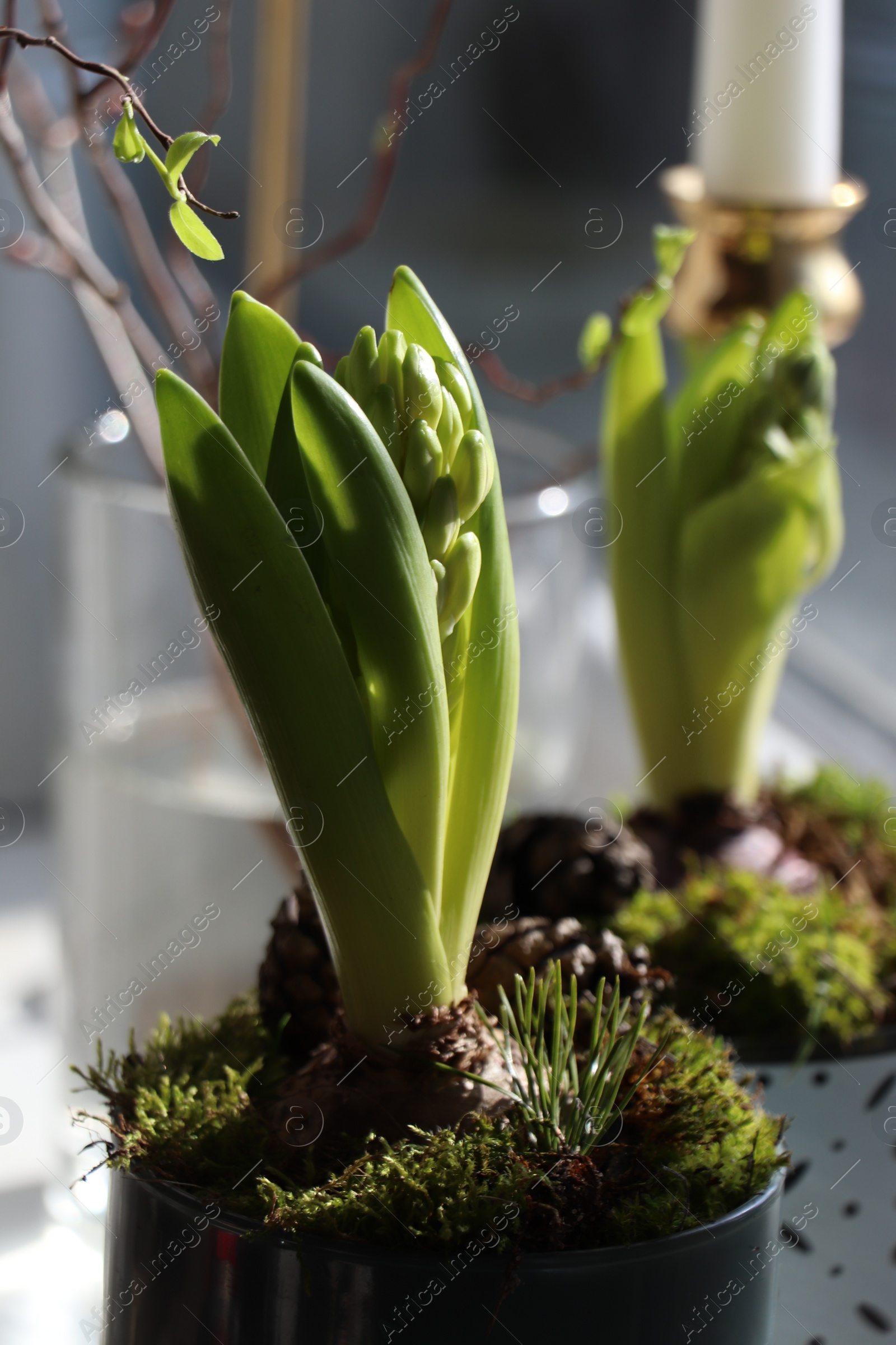 Photo of Potted hyacinth on blurred background, closeup. First spring flower