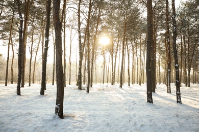 Beautiful snowy forest on sunny morning in winter