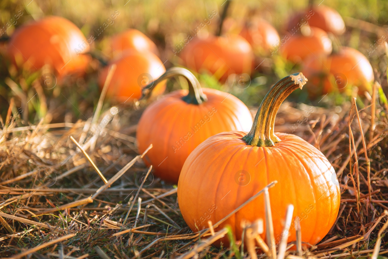 Photo of Many ripe orange pumpkins in field outdoors