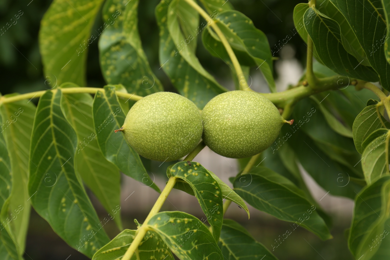 Photo of Green unripe walnuts on tree branch outdoors, closeup