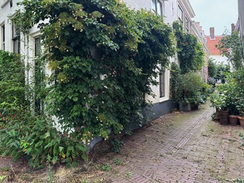 View of city street with building, climbing and potted plants