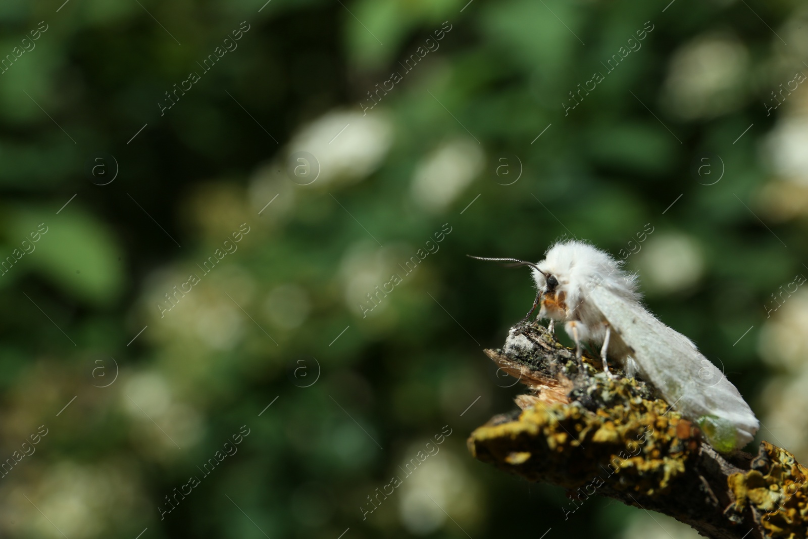 Photo of Beautiful moth on wooden twig outdoors, closeup. Space for text