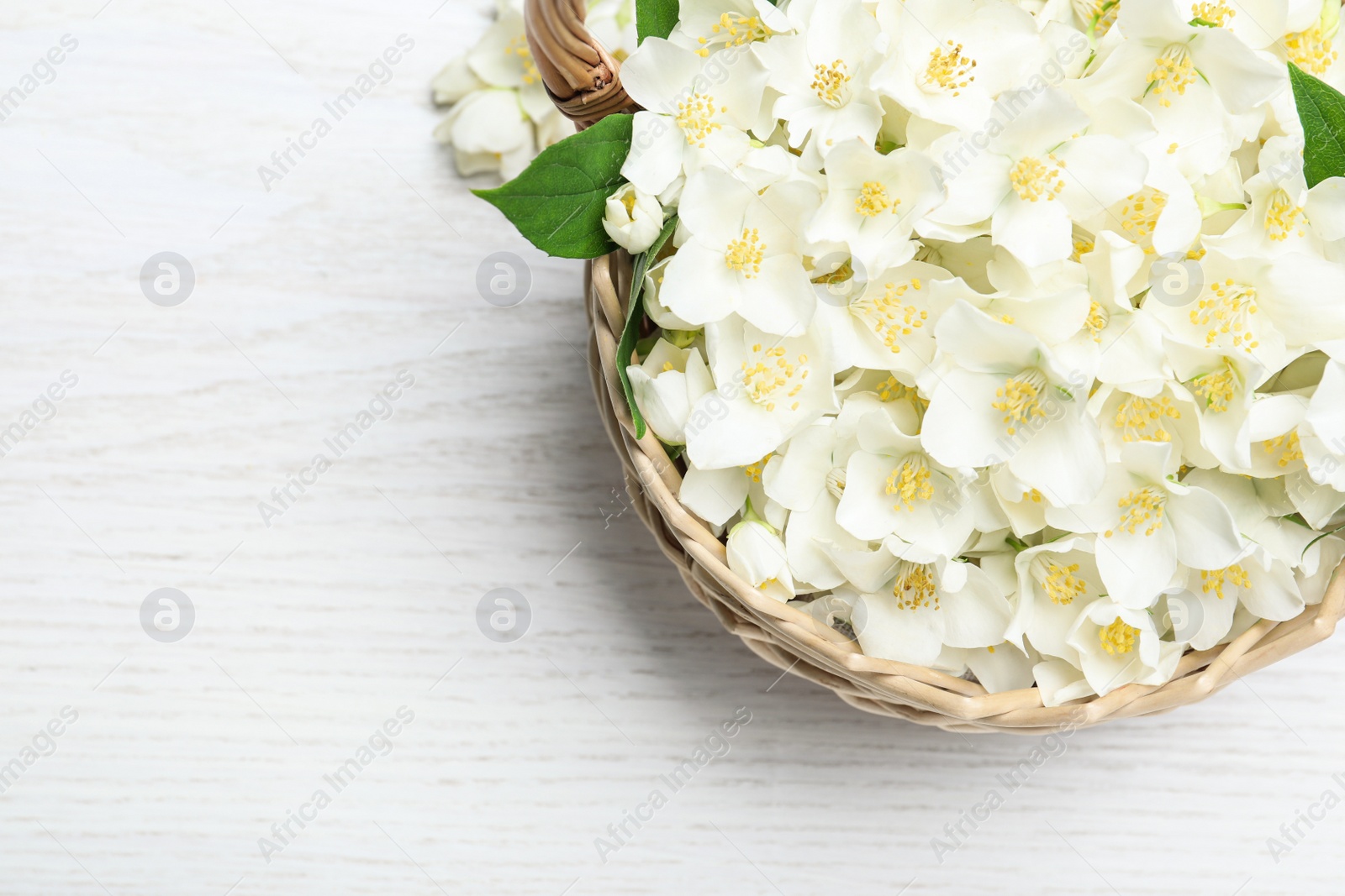 Photo of Beautiful jasmine flowers in wicker basket on white wooden table, top view. Space for text