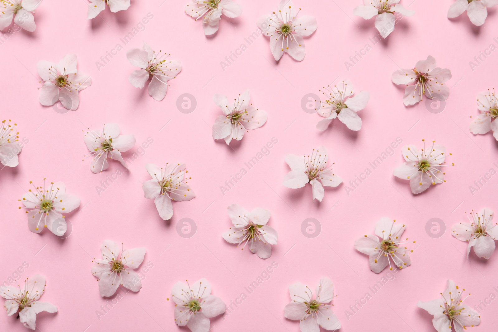 Photo of Beautiful cherry blossoms on pink background, flat lay