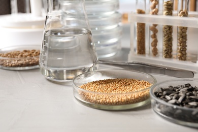Petri dishes with seeds samples on light table in laboratory