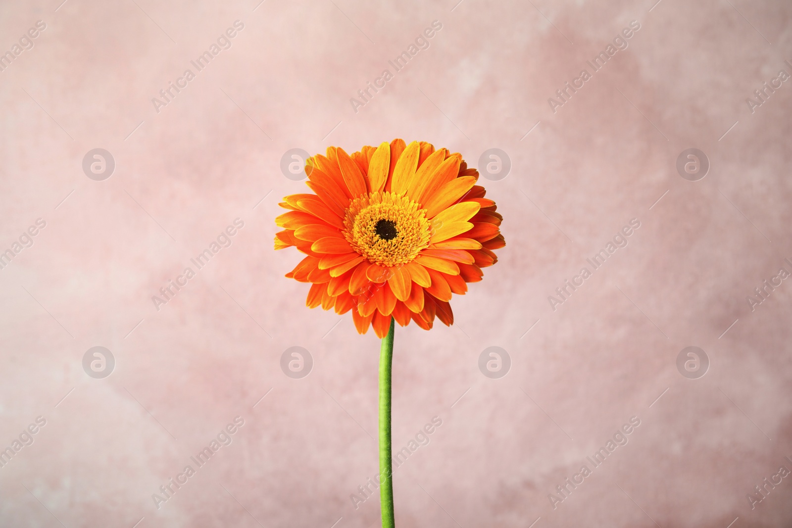 Photo of Beautiful bright gerbera flower on color background