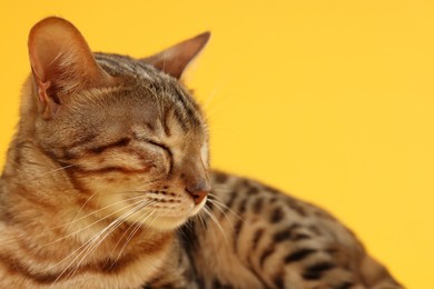 Photo of Cute Bengal cat on orange background, closeup. Space for text