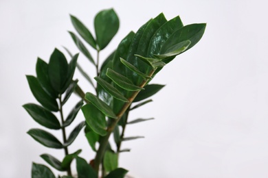 Tropical plant (Zamioculcas) with green leaves on light background