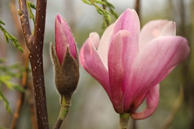 Closeup view of beautiful blooming magnolia tree outdoors