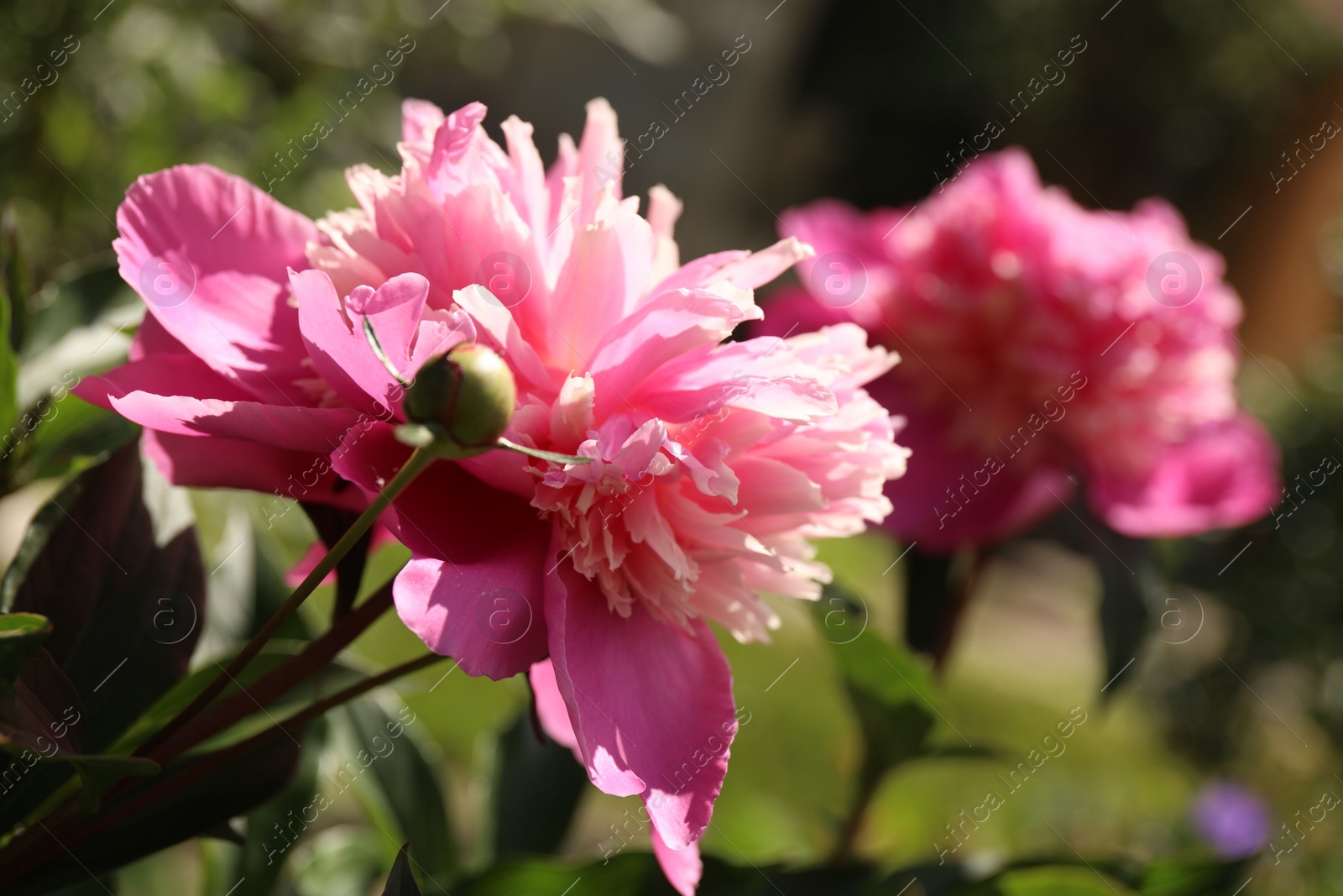 Photo of Closeup view of blooming pink peony bush outdoors