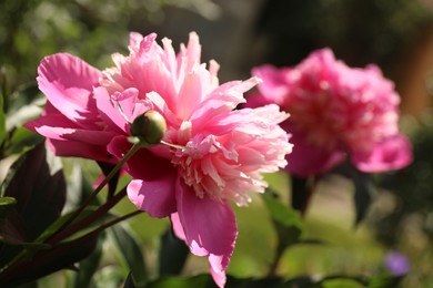 Closeup view of blooming pink peony bush outdoors