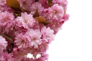 Closeup view of blossoming pink sakura tree outdoors