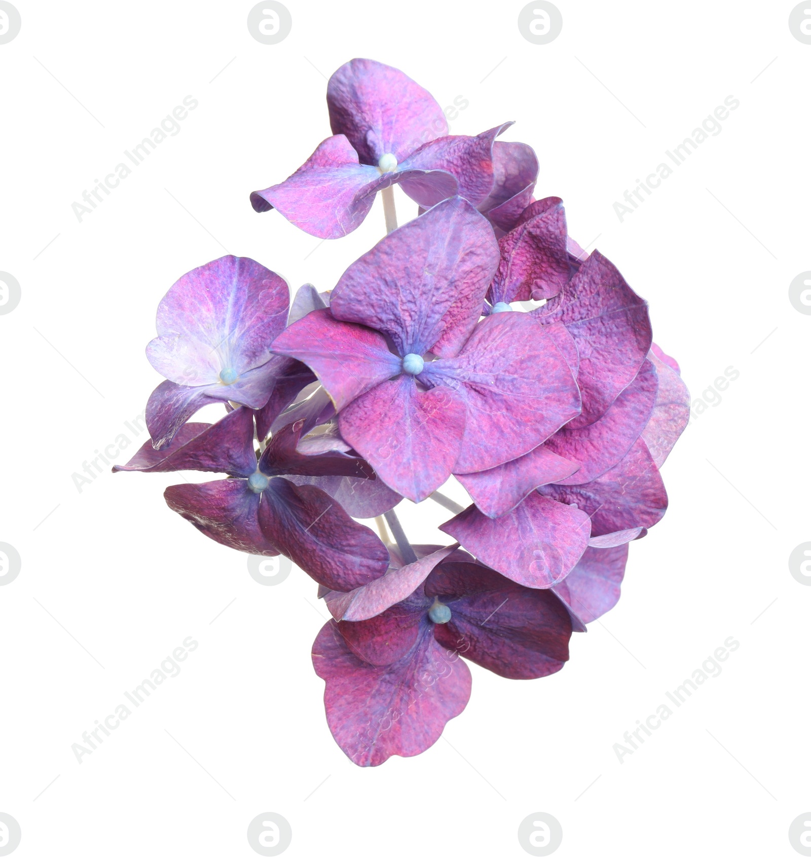 Photo of Beautiful violet hortensia plant florets on white background