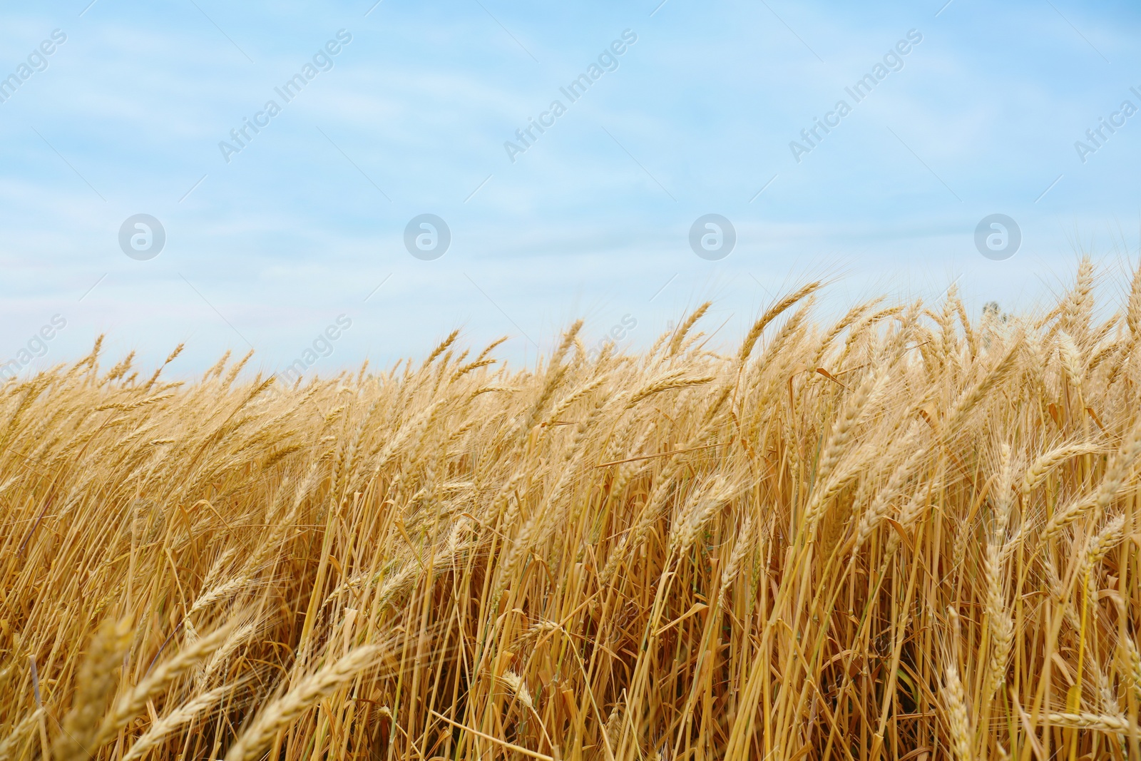 Photo of Beautiful agricultural field with ripe wheat crop on cloudy day