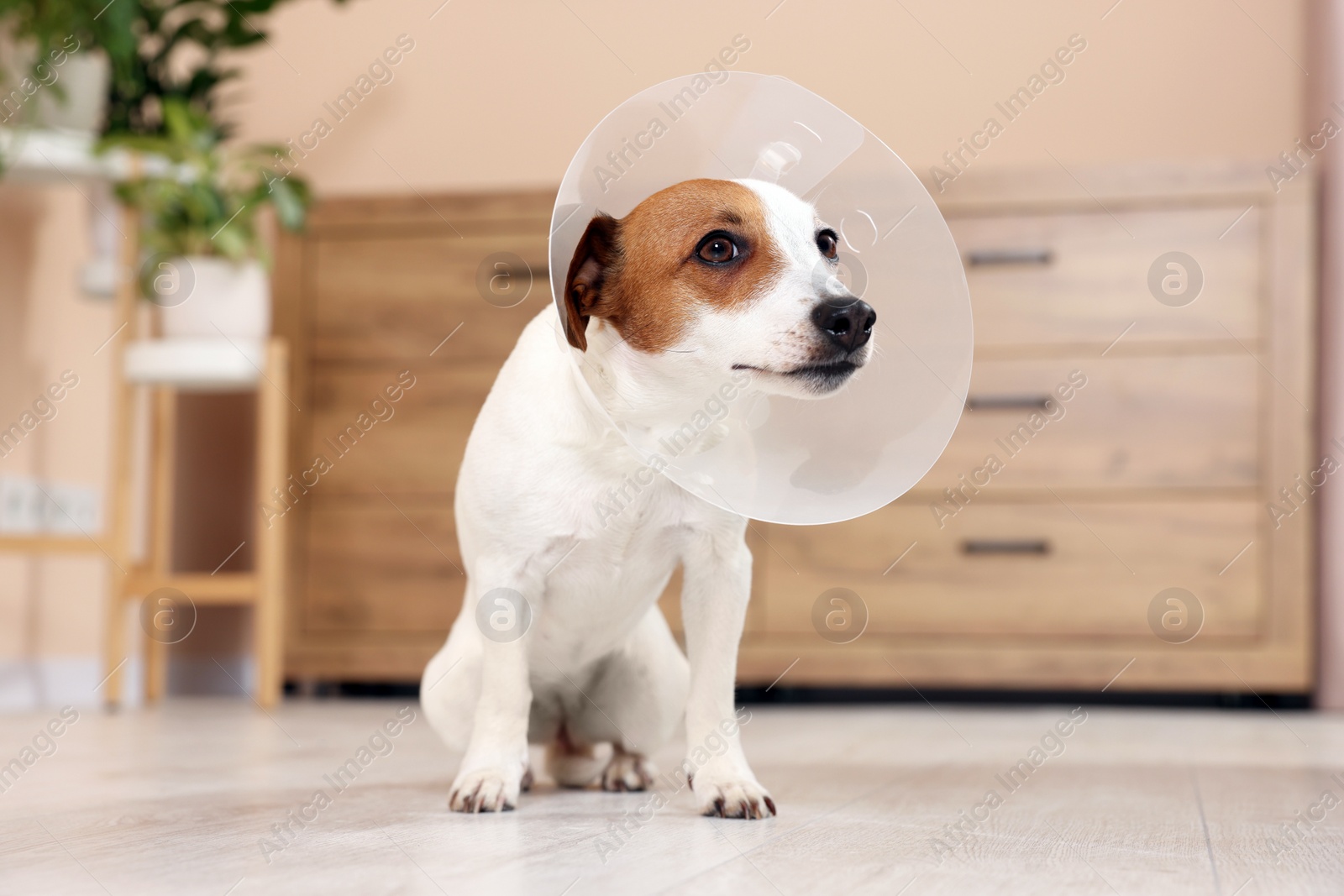 Photo of Cute Jack Russell Terrier dog wearing medical plastic collar on floor at home