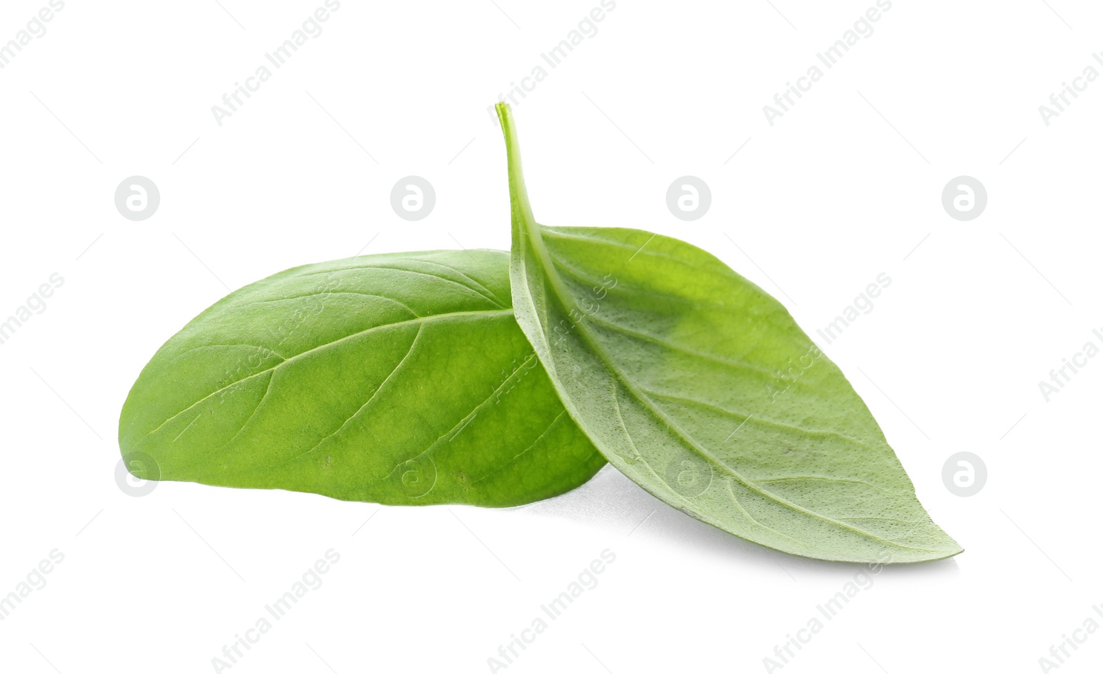 Photo of Fresh green basil leaves on white background