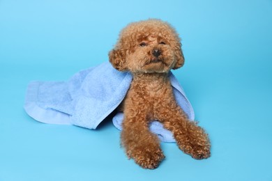 Photo of Cute Maltipoo dog wrapped in towel on light blue background