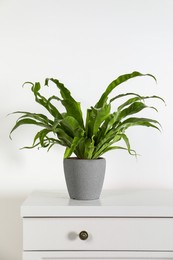 Photo of Beautiful asplenium plant in pot on white chest of drawers indoors. House decor