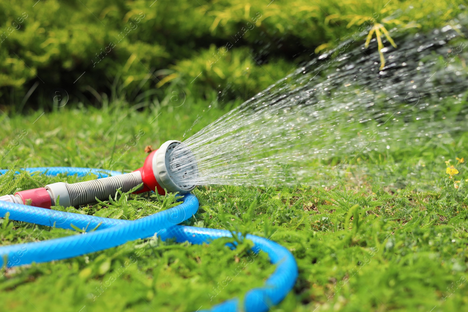 Photo of Water spraying from hose on green grass outdoors, closeup