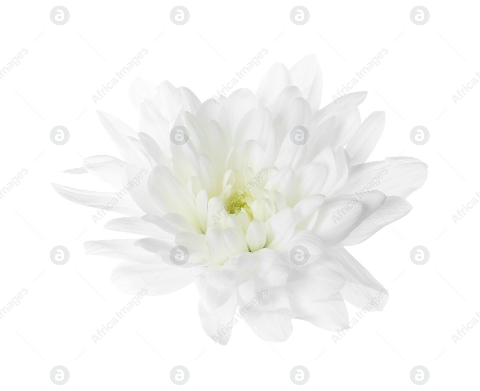 Photo of Beautiful tender chrysanthemum flower isolated on white
