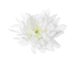 Beautiful tender chrysanthemum flower isolated on white