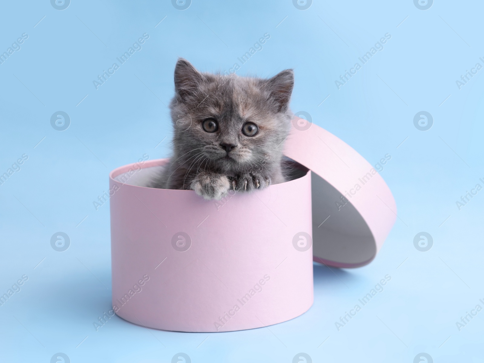 Photo of Cute little grey kitten in pink box on light blue background