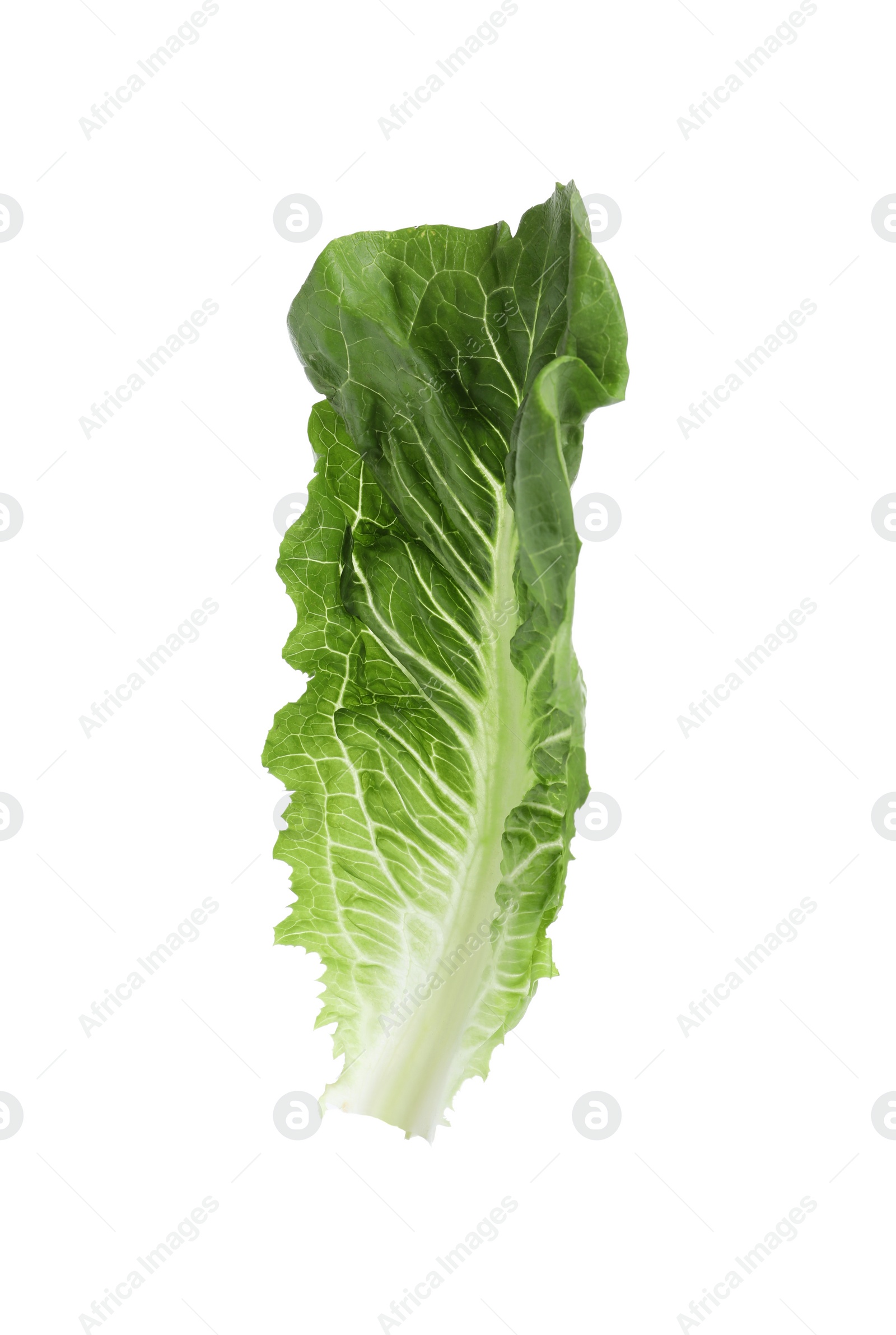 Photo of Fresh leaf of green romaine lettuce isolated on white