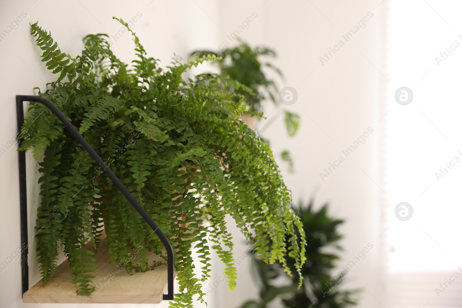 Photo of Green potted plant on wooden shelf in light room. Home decoration