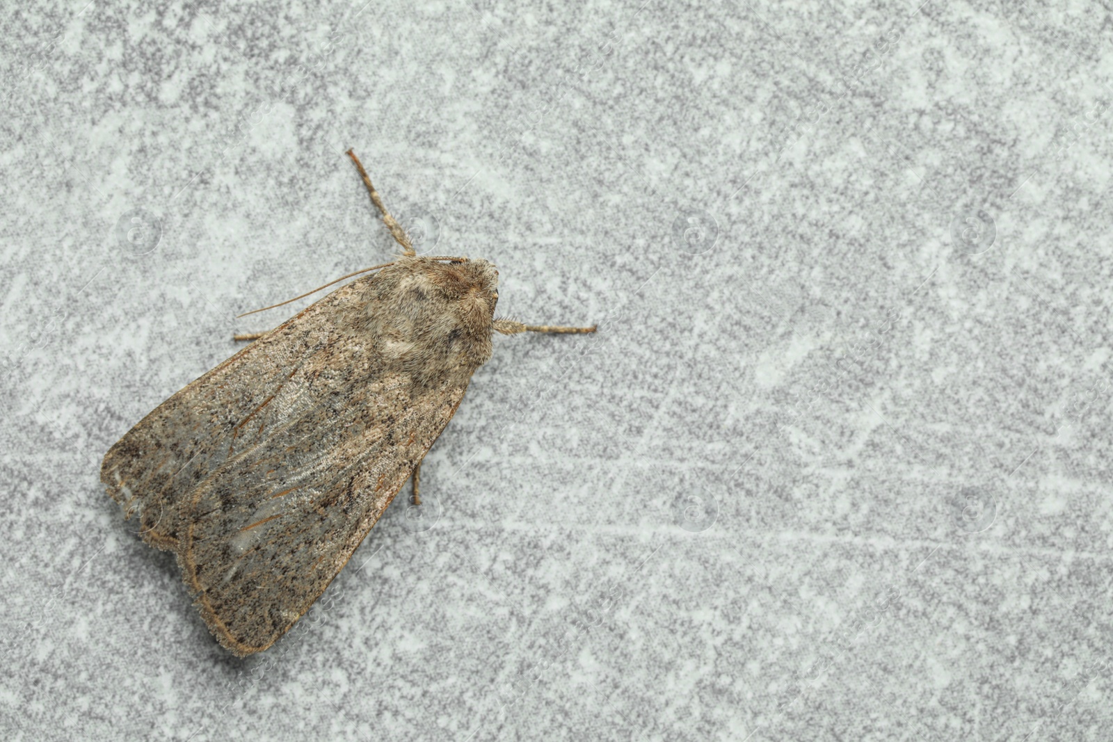 Photo of Paradrina clavipalpis moth on light grey textured background, top view. Space for text