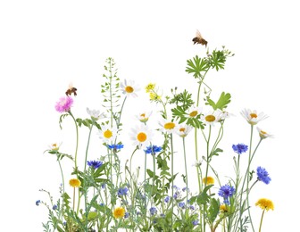 Image of Colorful meadow flowers and bees on white background