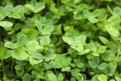 Photo of Green clover leaves as background