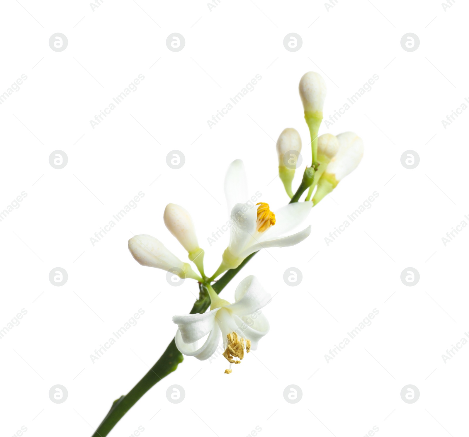 Photo of Branch of beautiful citrus flower isolated on white