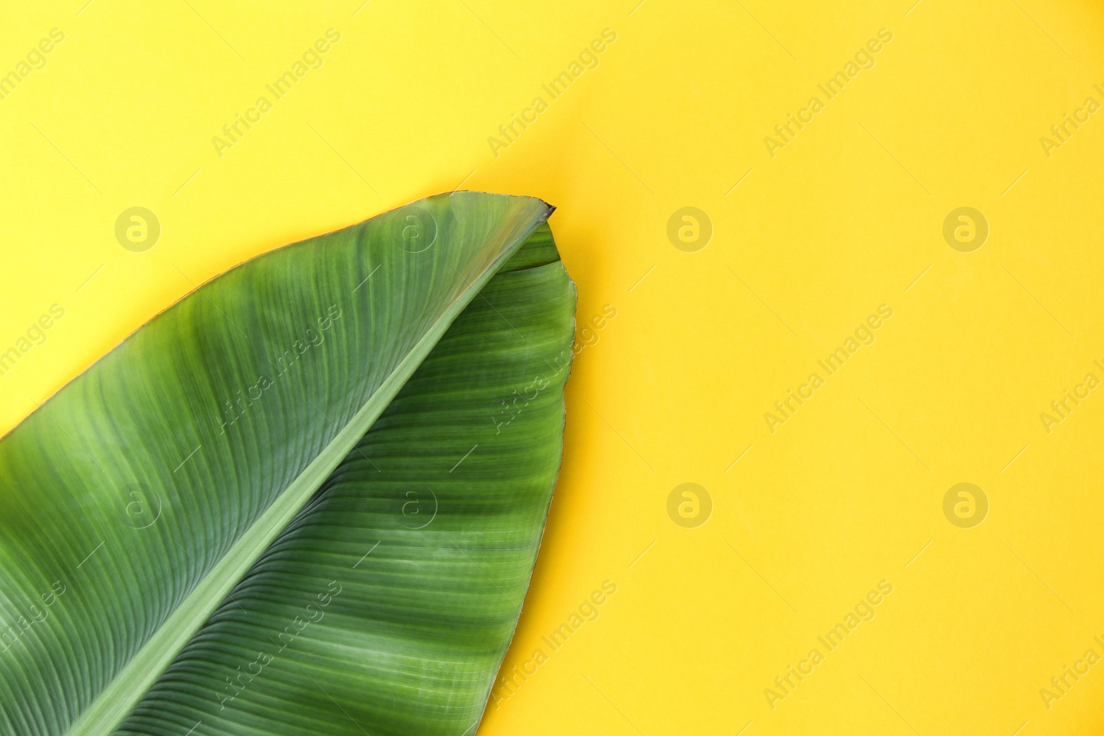 Photo of Fresh green banana leaf on color background, top view with space for text. Tropical foliage