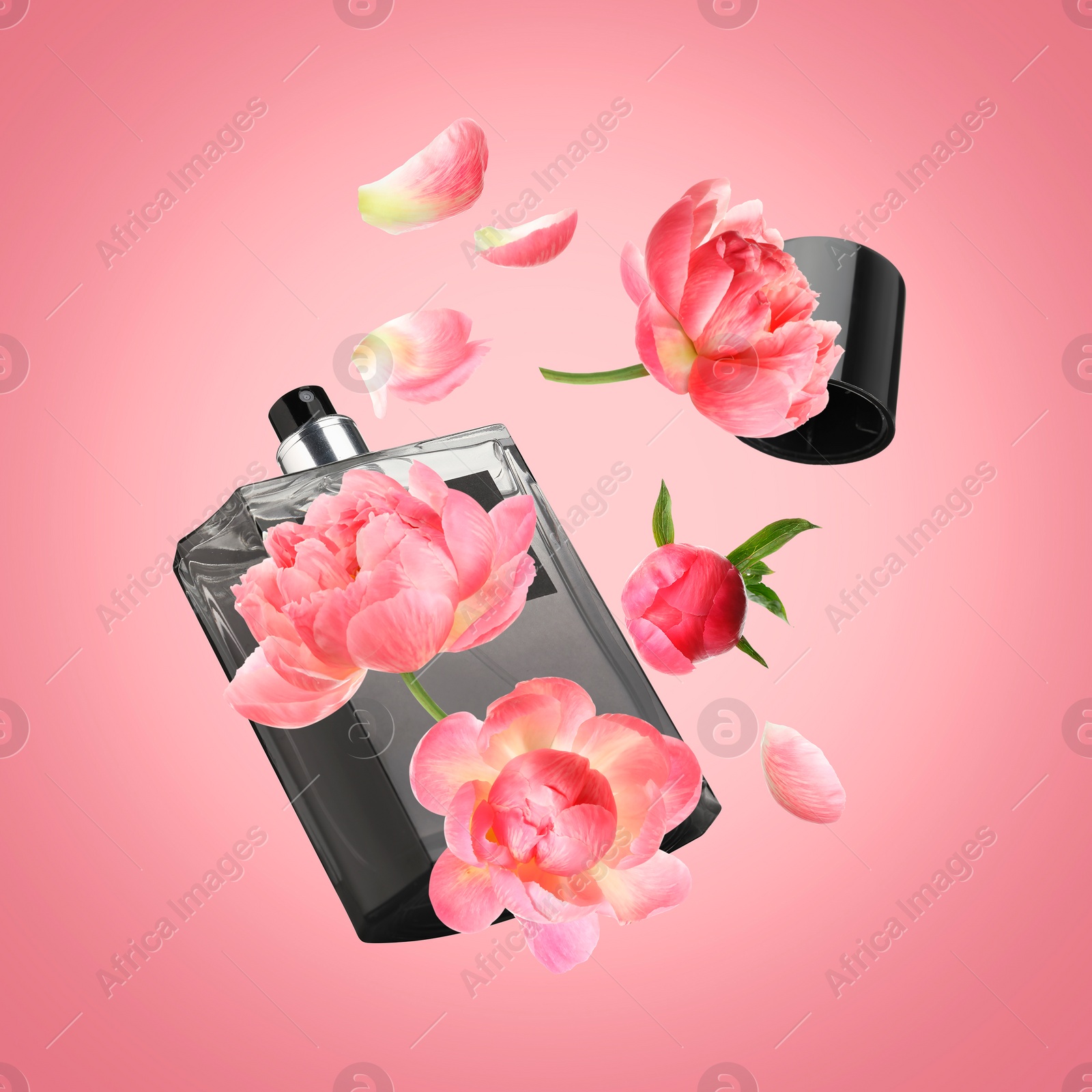 Image of Bottle of perfume and peonies in air on pink background. Flower fragrance