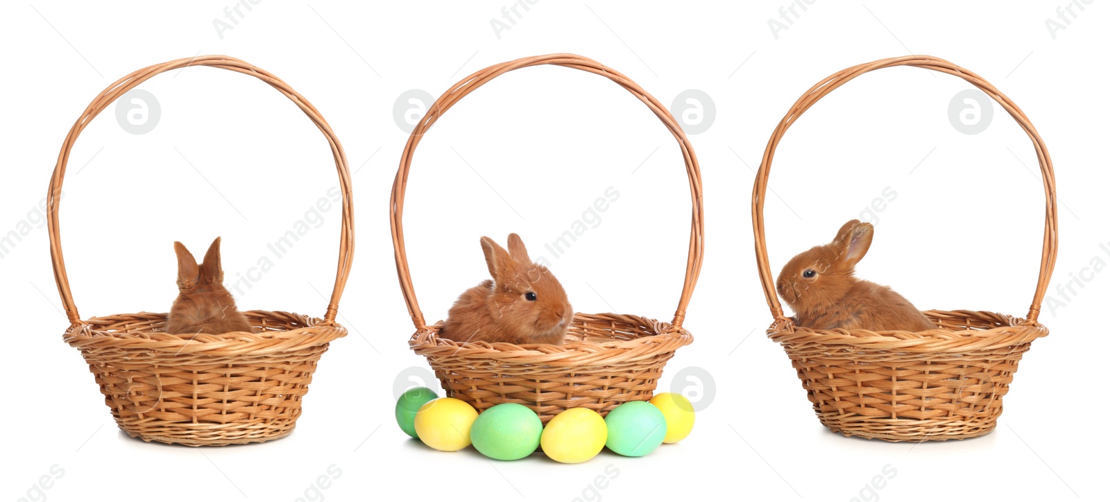 Image of Collage with adorable fluffy Easter bunnies on white background