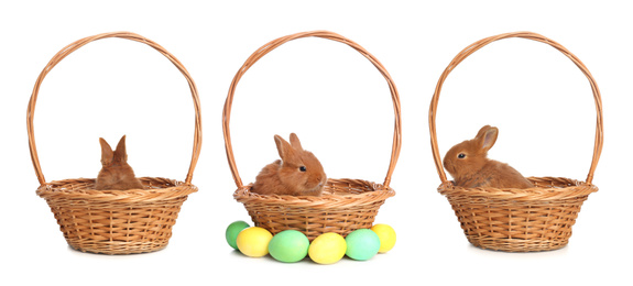 Image of Collage with adorable fluffy Easter bunnies on white background