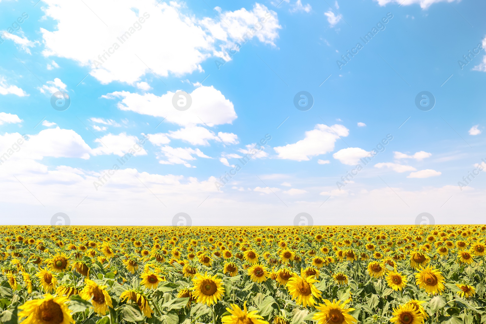 Photo of Beautiful view of sunflowers growing in field