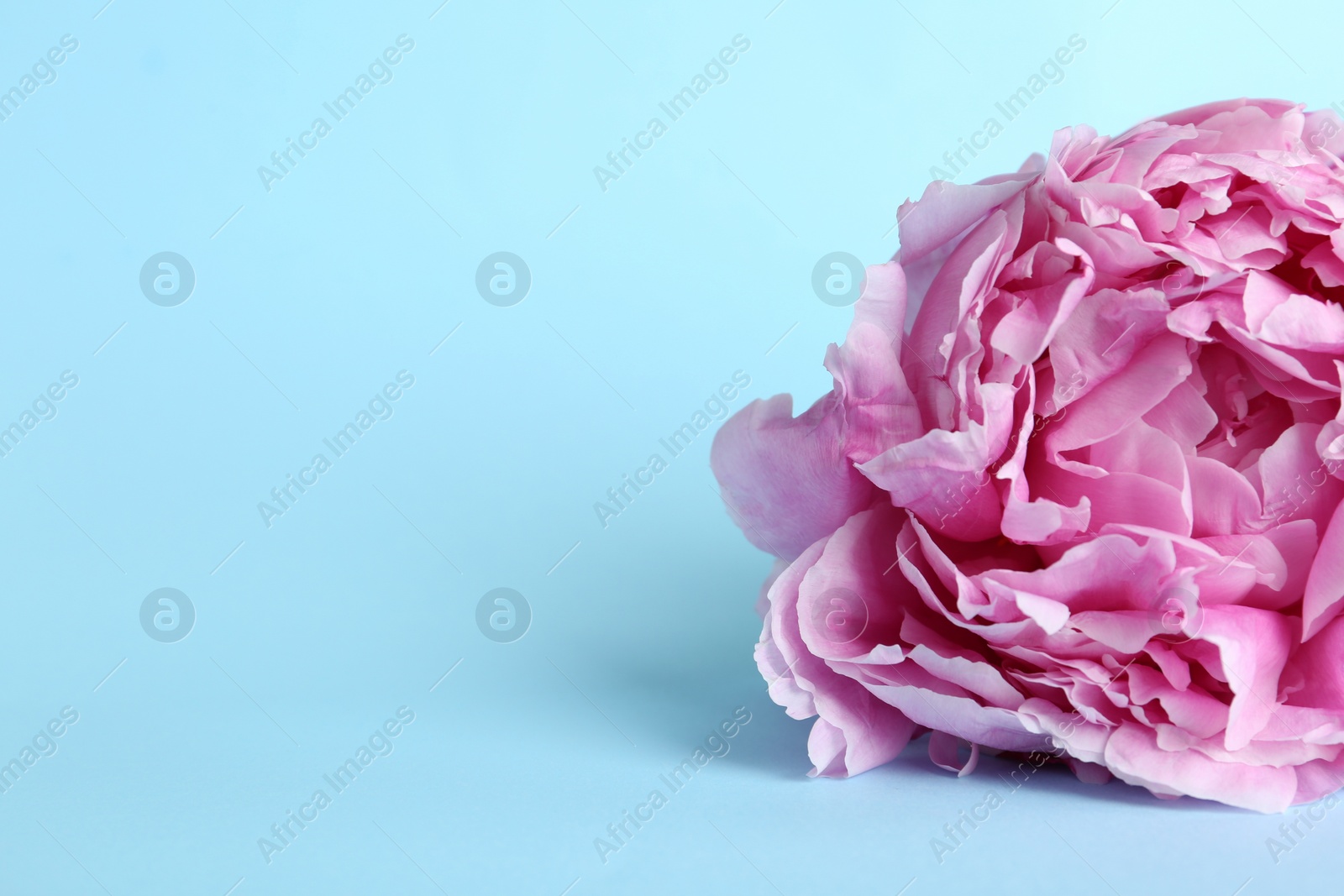 Photo of Beautiful pink peony flower on light blue background, closeup. Space for text