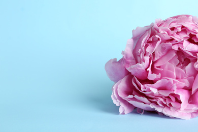 Photo of Beautiful pink peony flower on light blue background, closeup. Space for text