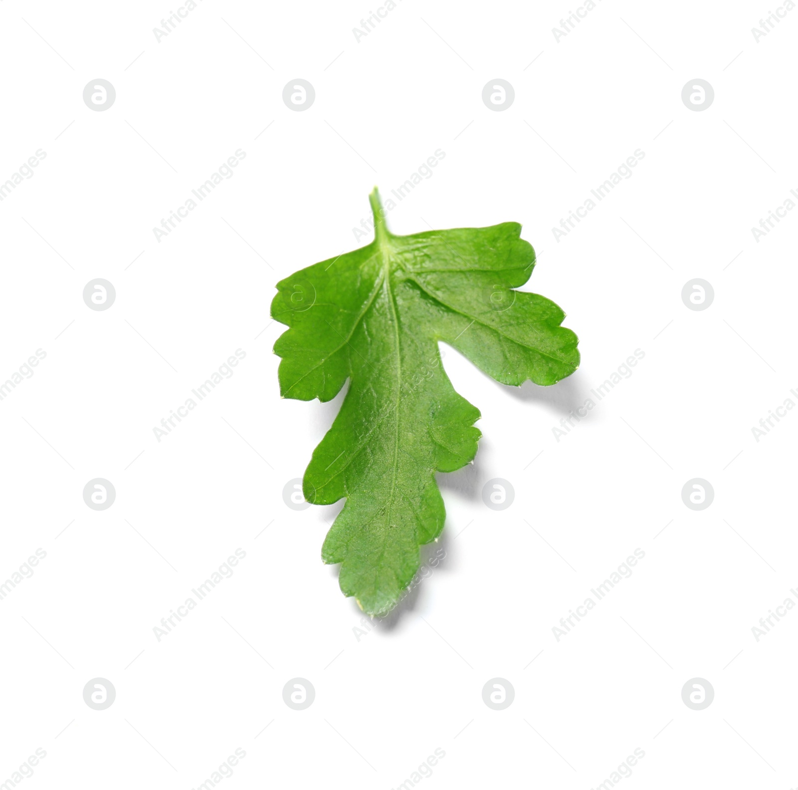 Photo of Fresh green organic parsley on white background