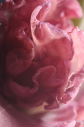 Photo of Beautiful pink Tulip flower as background, macro view