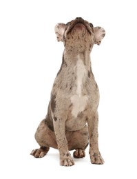 Photo of Cute French Bulldog sitting on white background